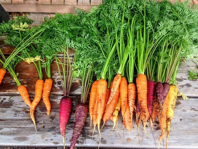 Une récolte de carottes | Photo : Getty Images.