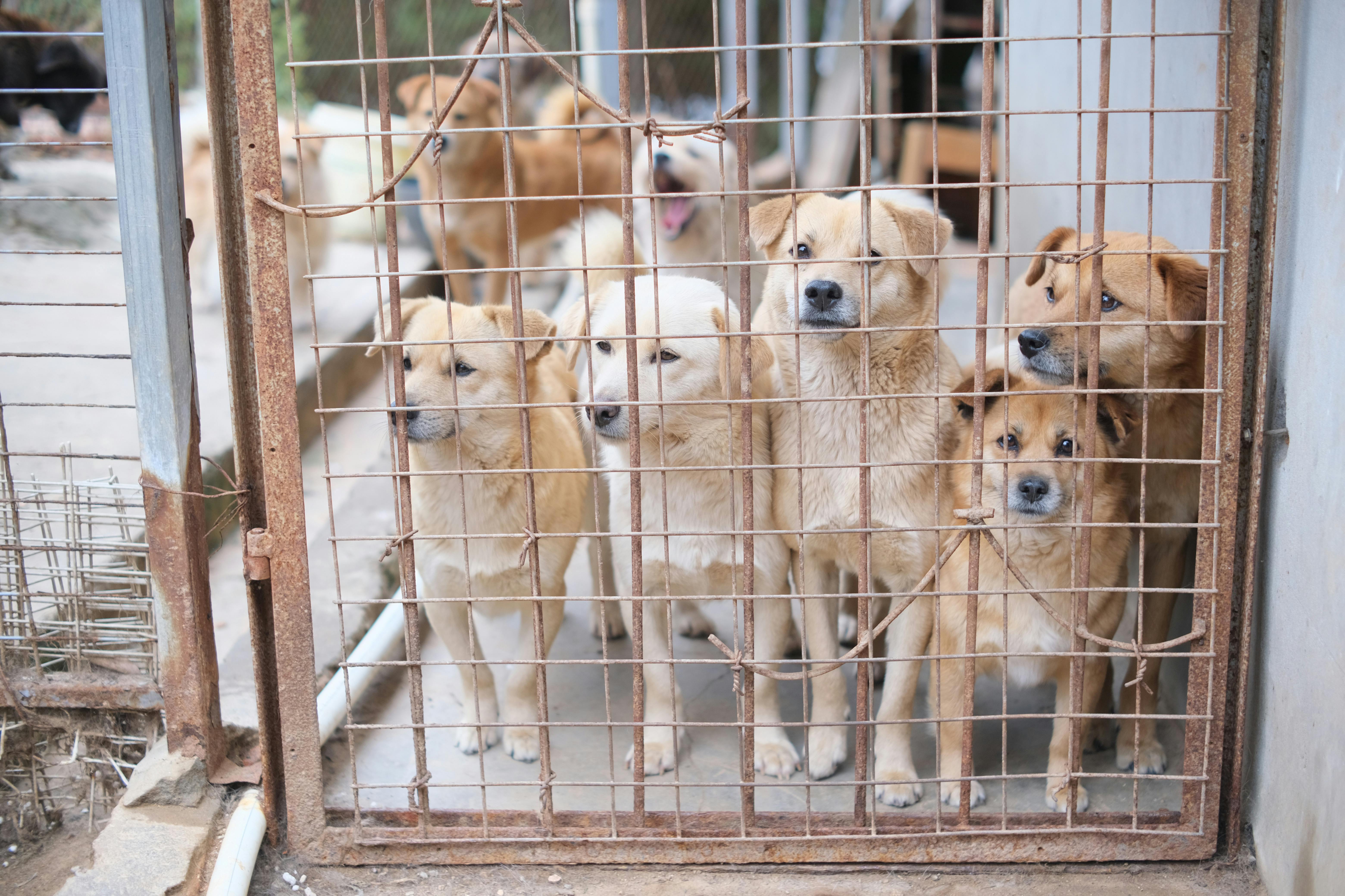 Chiens dans un refuge pour animaux | Source : Pexels