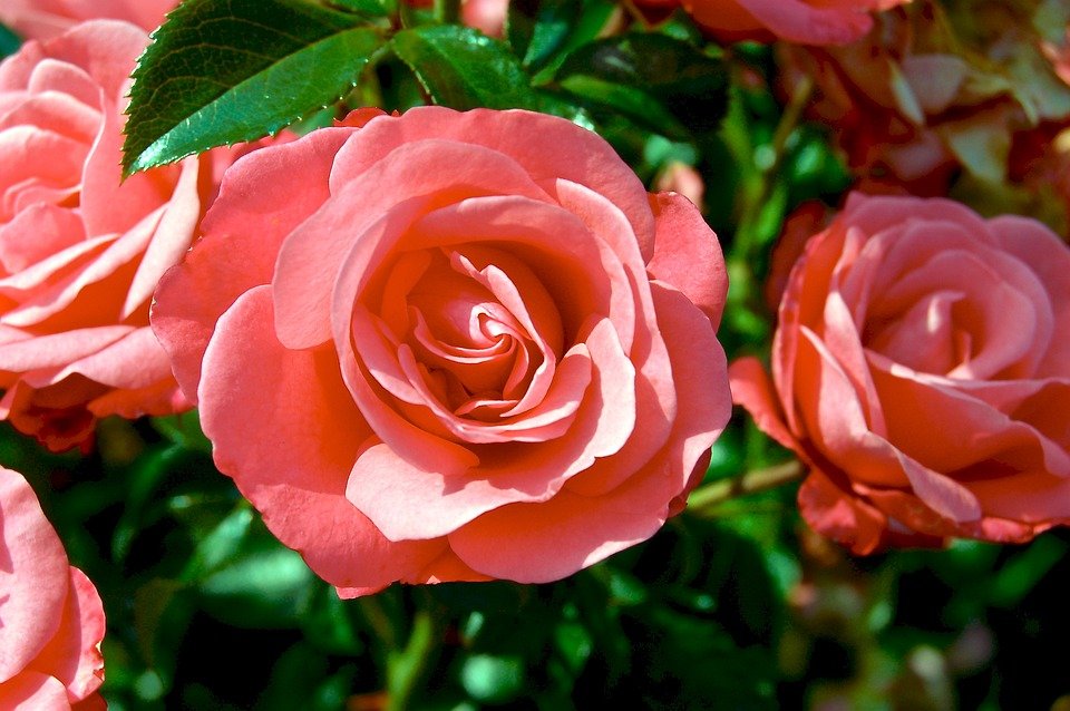 Roses. | Photo : Getty Images