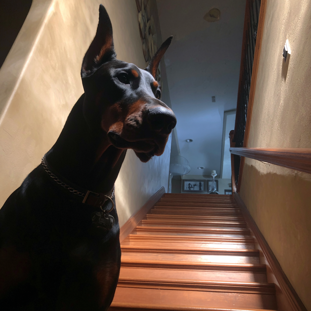 Un chien qui se tient sur une marche d'escalier | Source : Midjourney