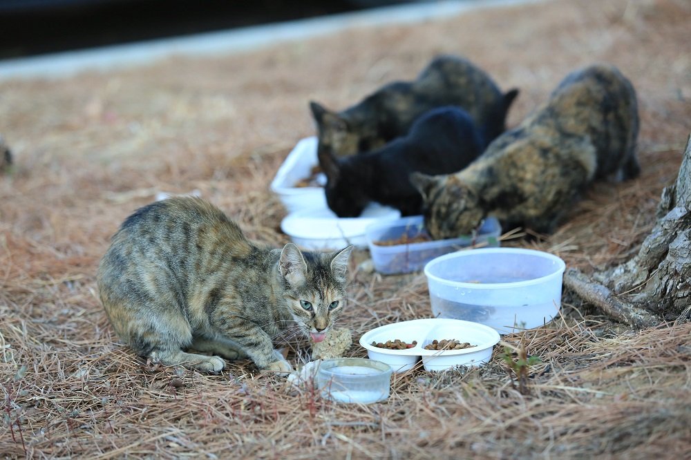 Les chats se nourrissent à l'extérieur. | Image: Flickr