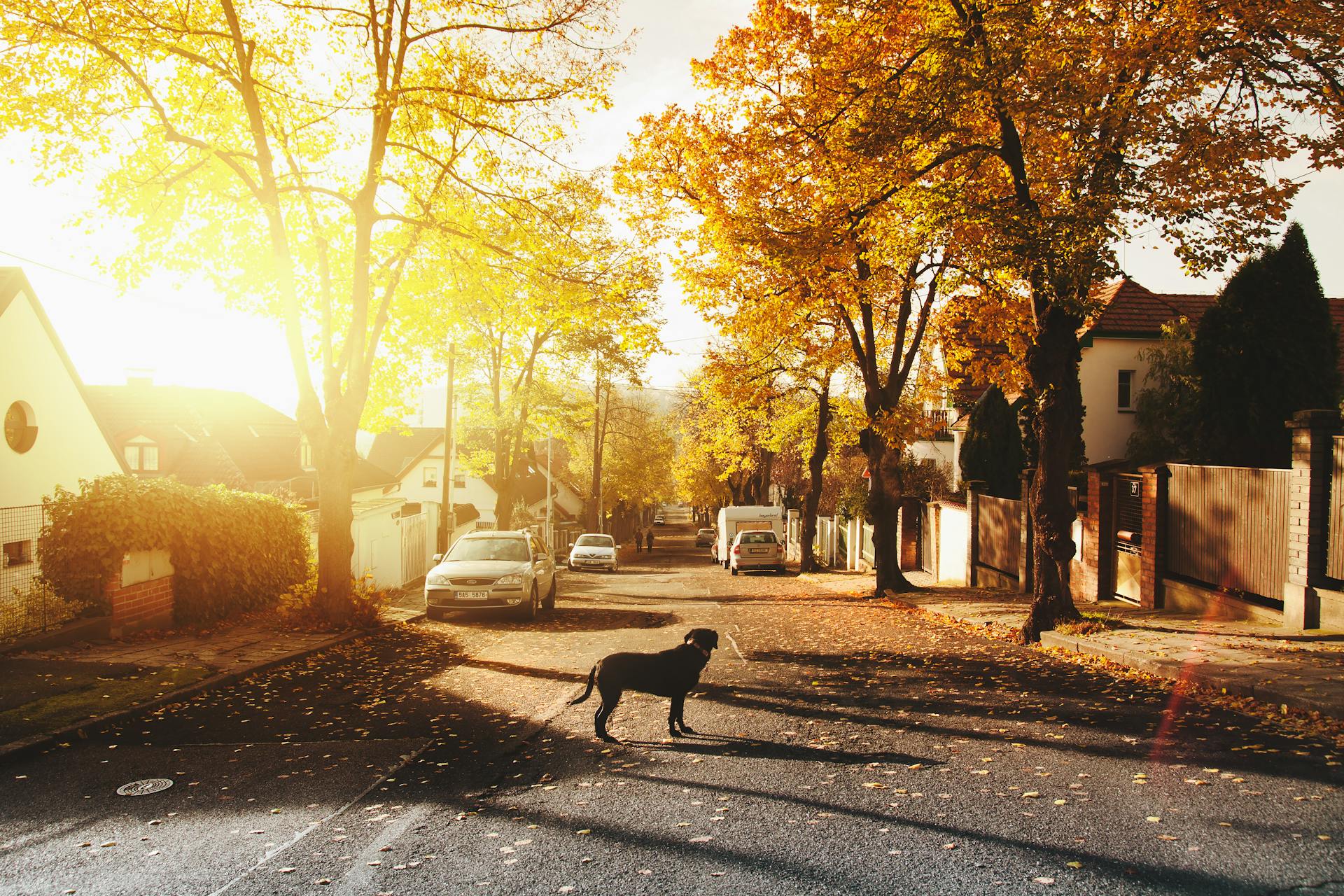 Un chien debout dans un quartier | Source : Pexels