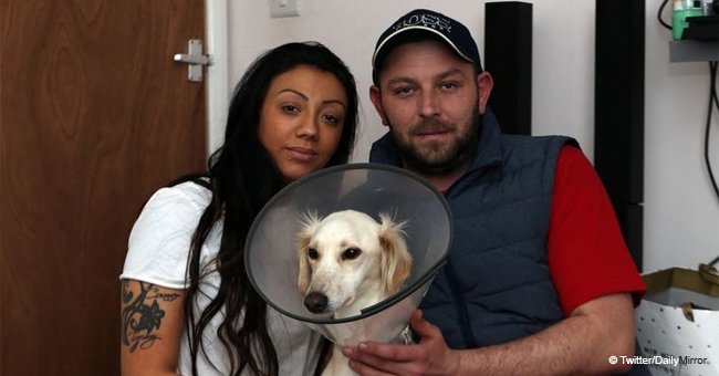 Un vétérinaire a menacé d'abattre le chien de l'homme  à moins qu'il n'ait payé le coût de l'opération dans son intégralité