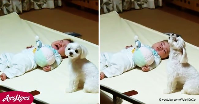 Une mère ne pouvait pas arrêter les pleurs de son bébé, mais ce chien a eu une idée révolutionnaire