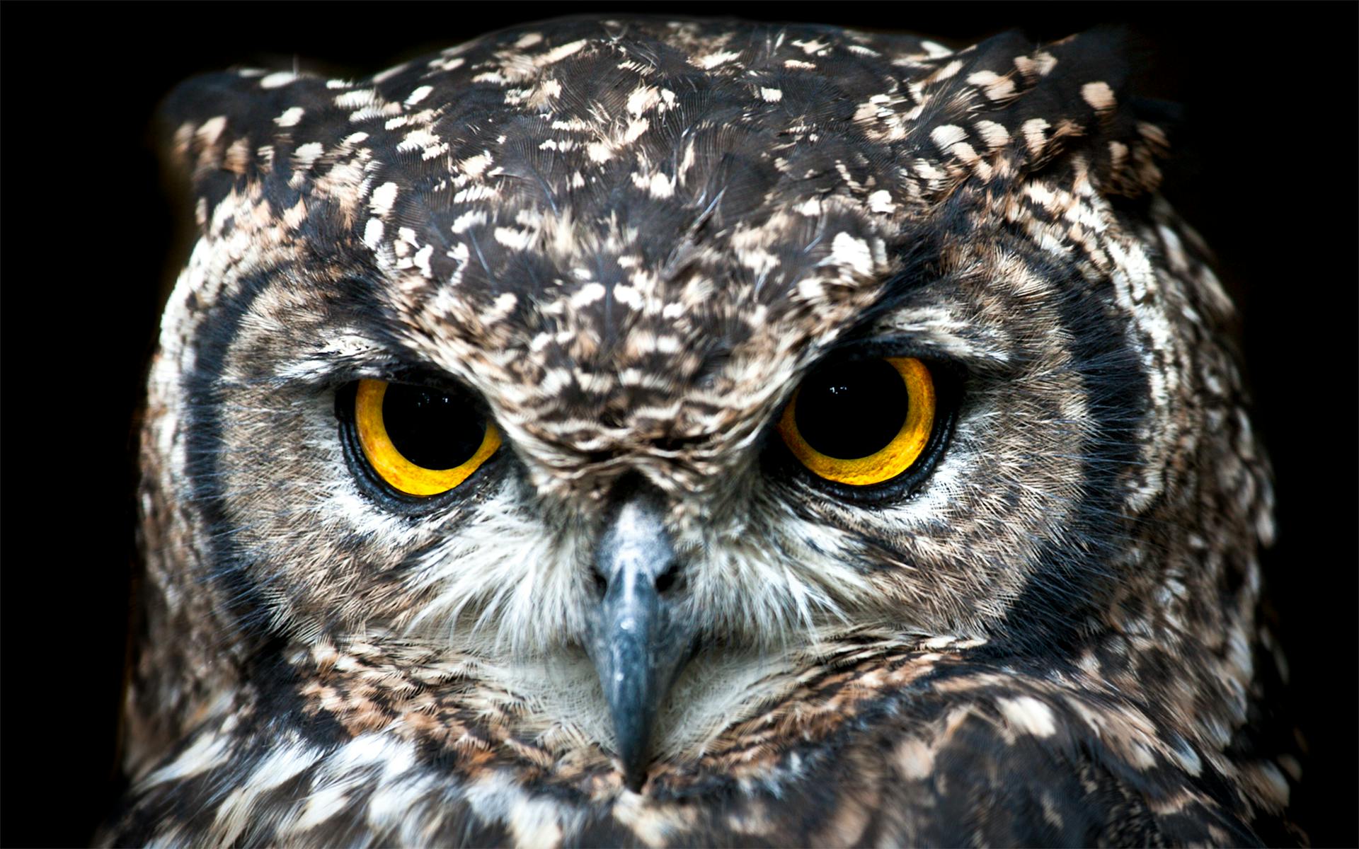 Gros plan sur le visage d'un hibou | Source : Pexels