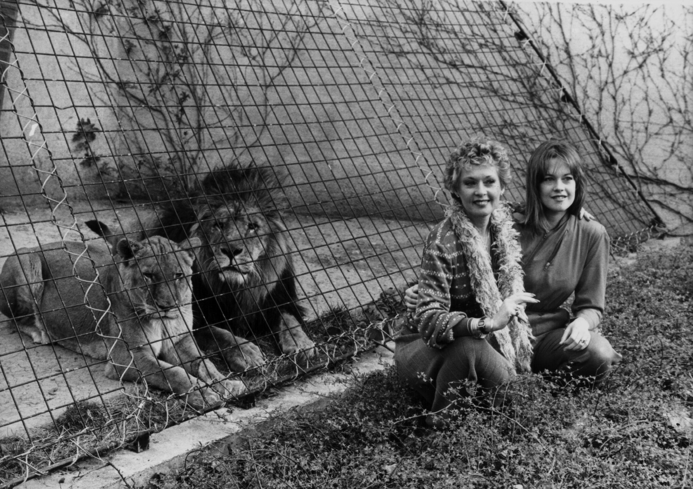 Tippi Hedren et Melanie Griffith posant avec des lions au zoo de Londres pour promouvoir le film "Roar", le 29 mars 1982, en Angleterre. | Source : Getty Images