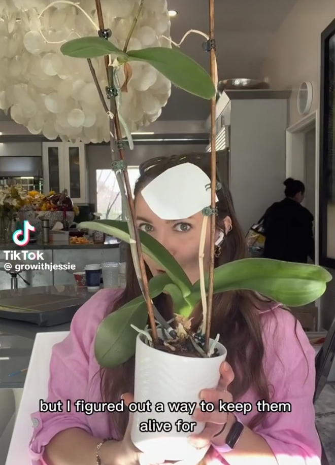 A woman holding a potted plant, seen in a TikTok video dated January 24, 2023 | Source: TikTok/@growithjessie