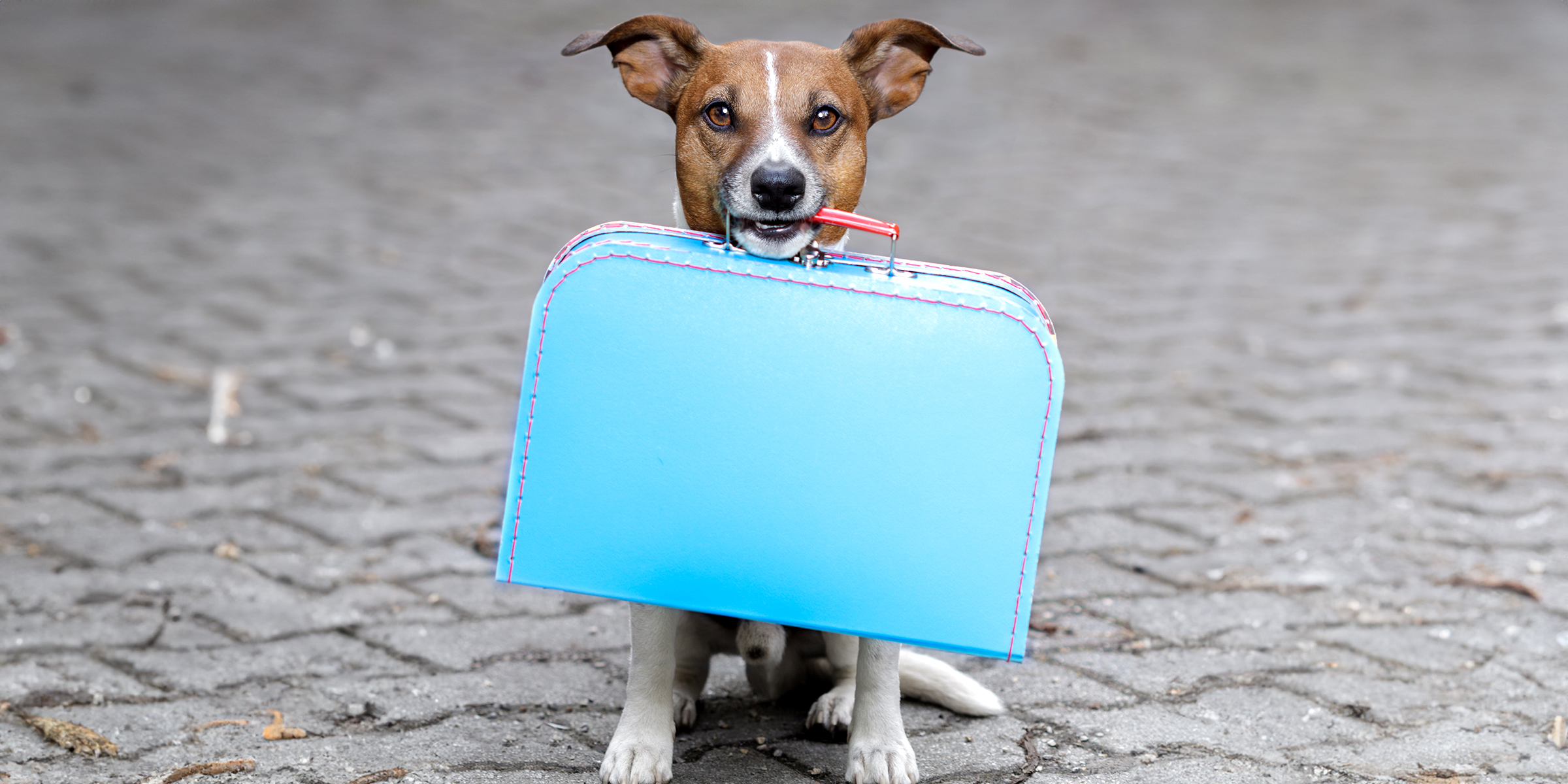 Un chien avec un sac | Source : Shutterstock