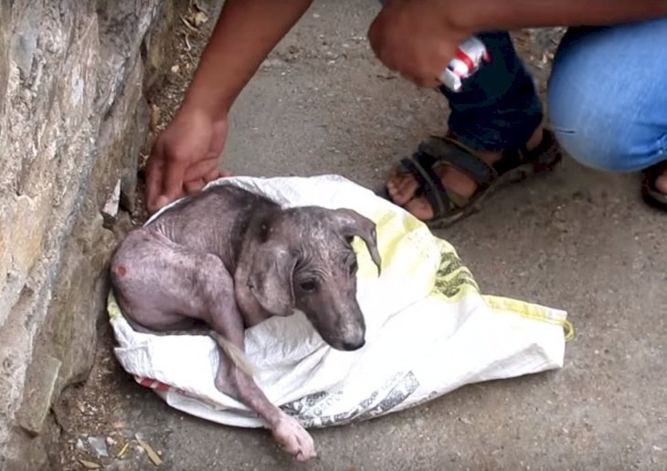 Source: Youtube/Animal Aid Unlimited, India