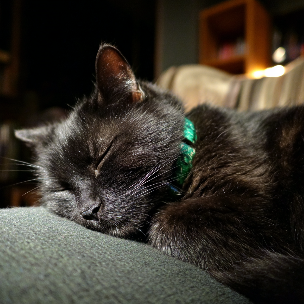 Gros plan sur un chat endormi | Source : Midjourney