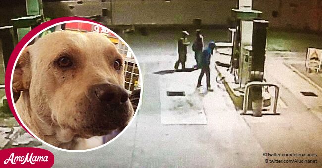 Un chien errant adopté par le personnel d'une station-service a défendu ses nouveaux amis contre des voleurs armés