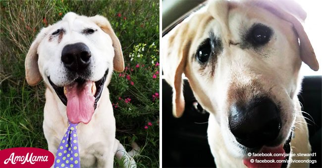 Ce labrador adorable a une malformation faciale qui change terriblement son visage chaque jour
