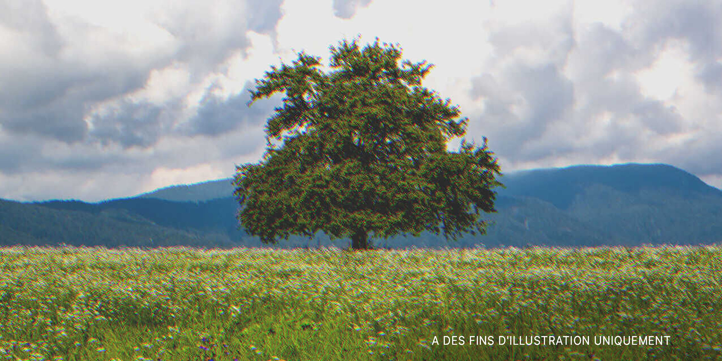 Un vieil arbre | Source : Shutterstock