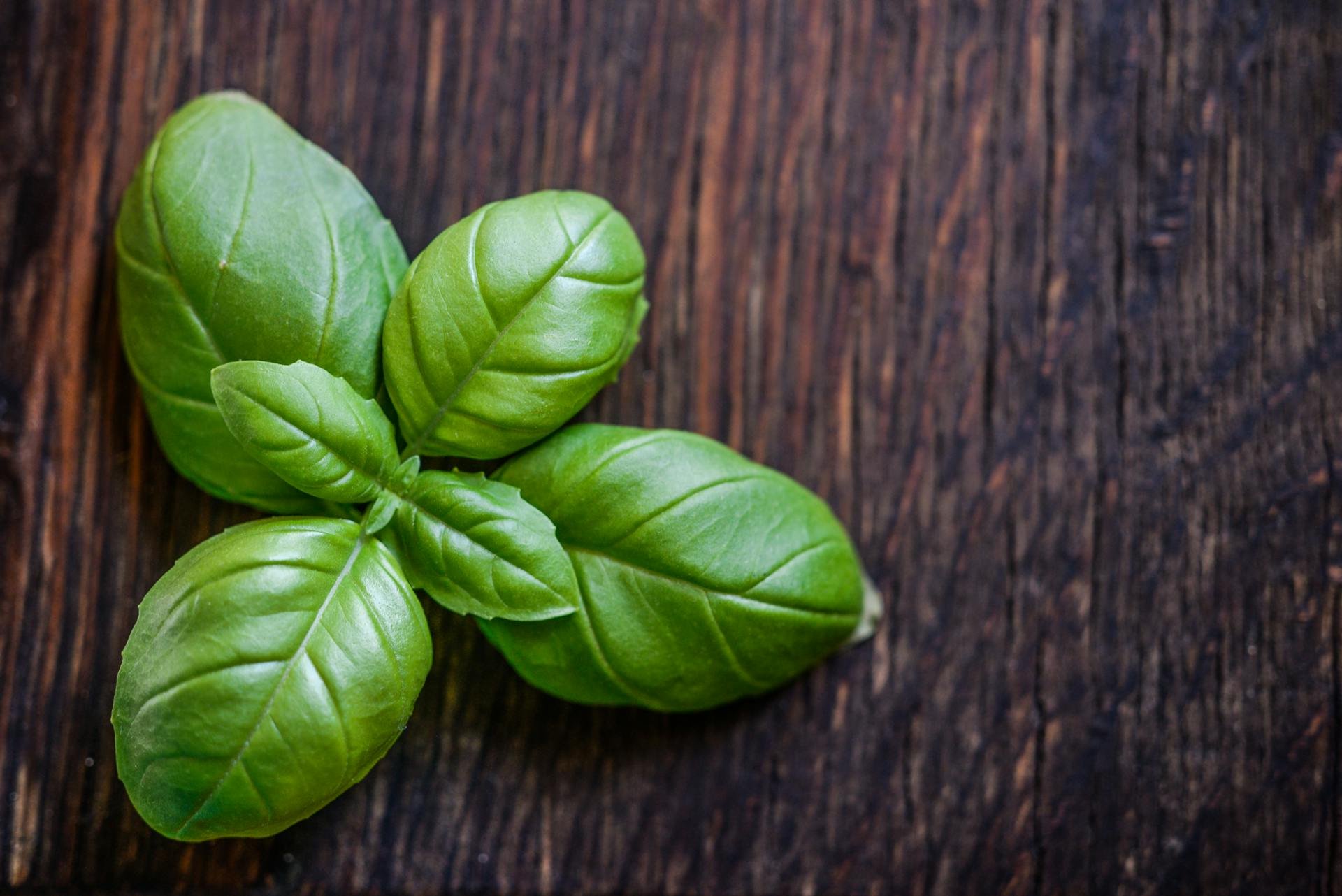 Un brin de basilic sur un comptoir | Source : Pexels