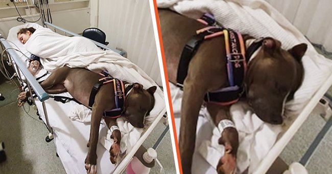 La chienne sauve la vie de sa mère et refuse de quitter son lit d'hôpital pendant que les médecins luttent pour lui sauver la vie | Instagram/incredibullruby