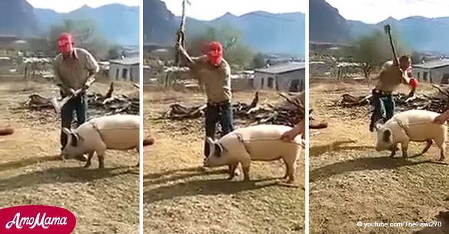 Un "brave" homme a essayé de tuer un cochon, et le karma brutal est venu en quelques secondes