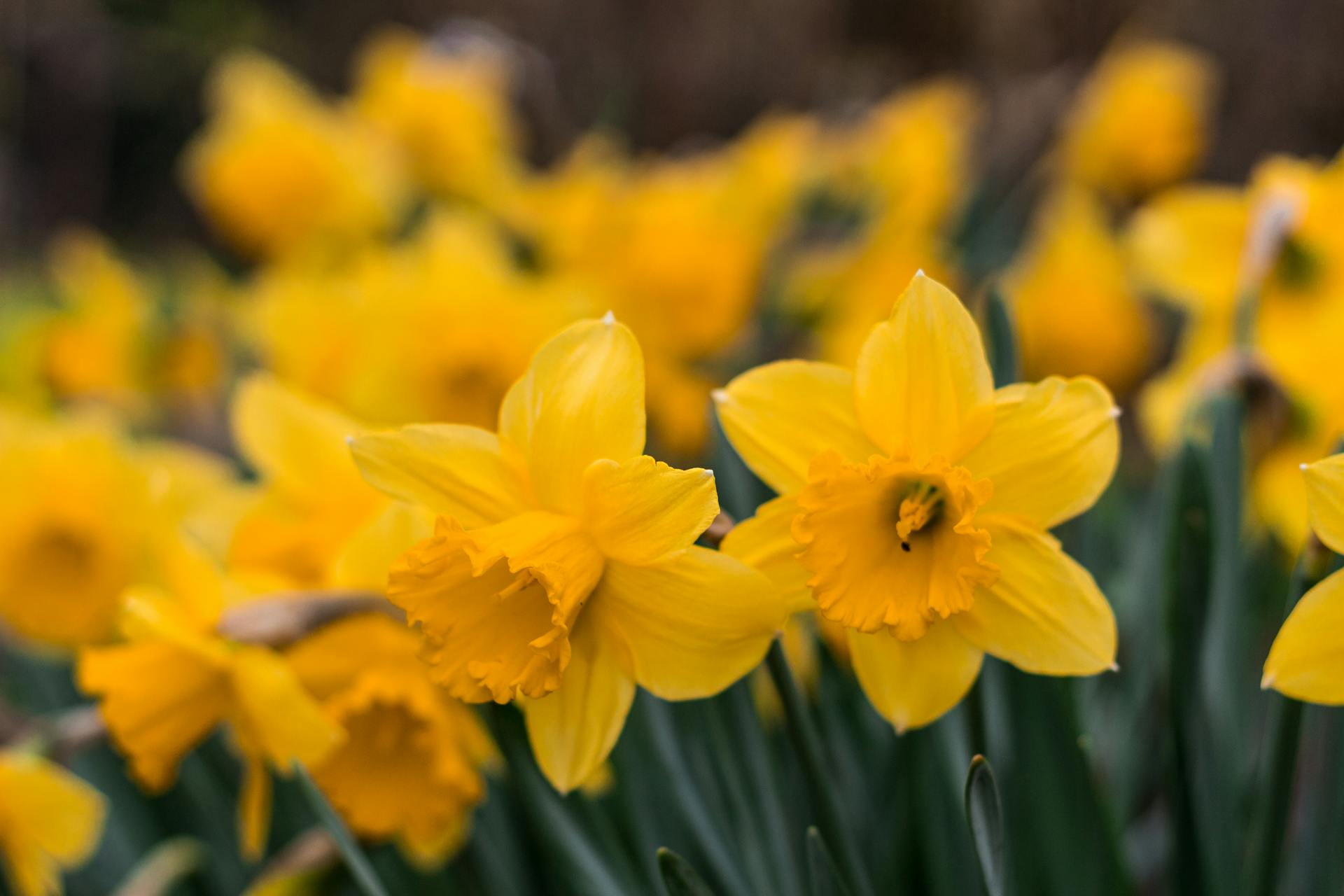 Jonquilles | Source : Pexels