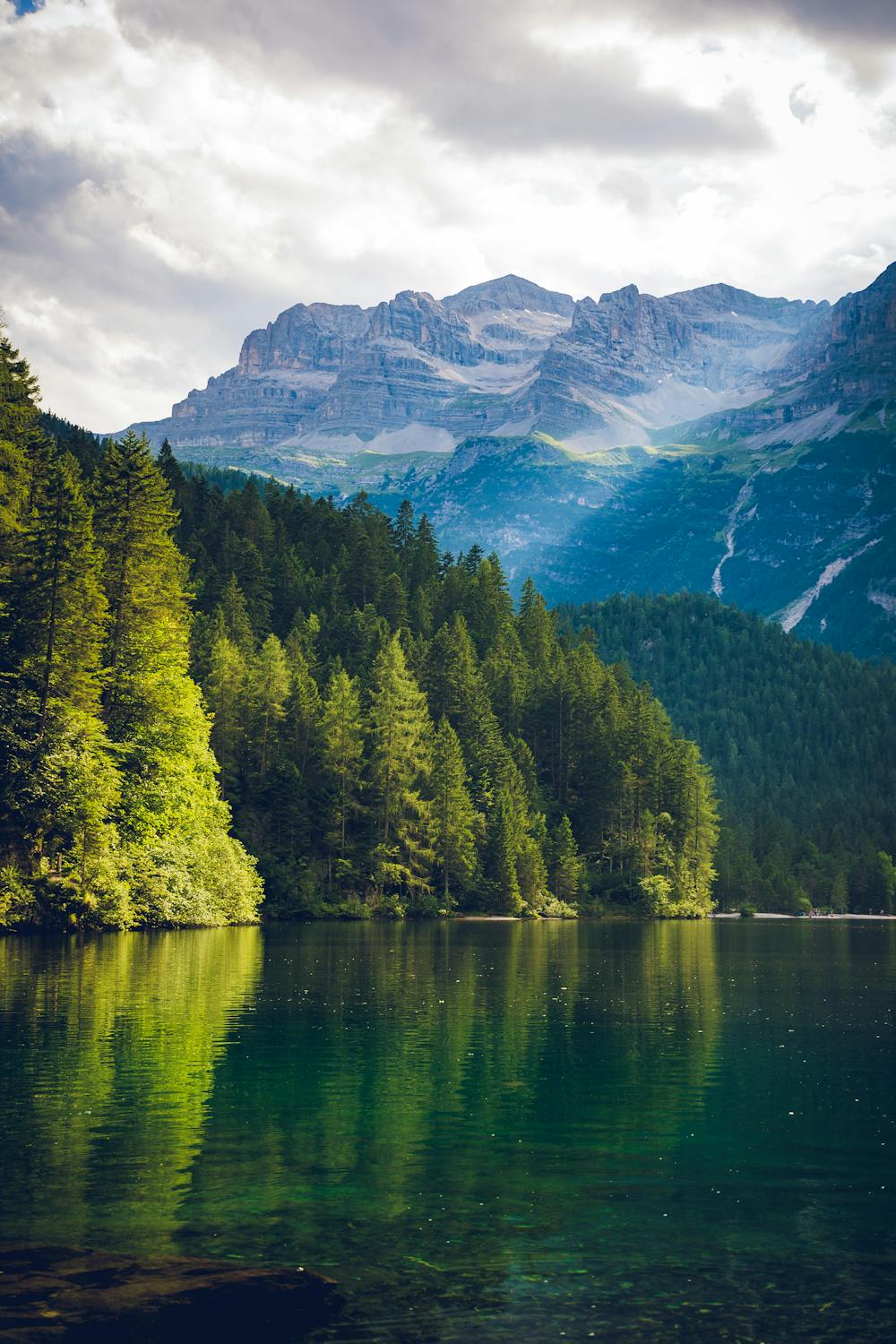 Une forêt de montagne | Source : Pexels