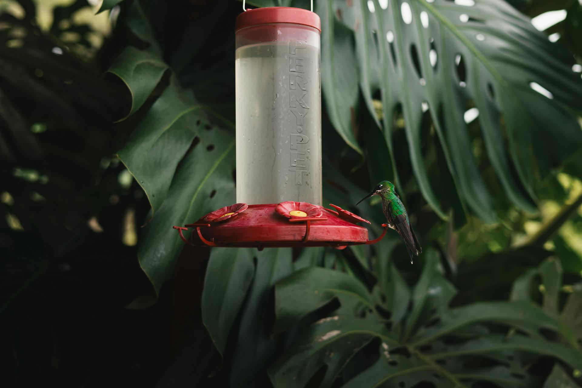 Une mangeoire pour colibris | Source : Pexels