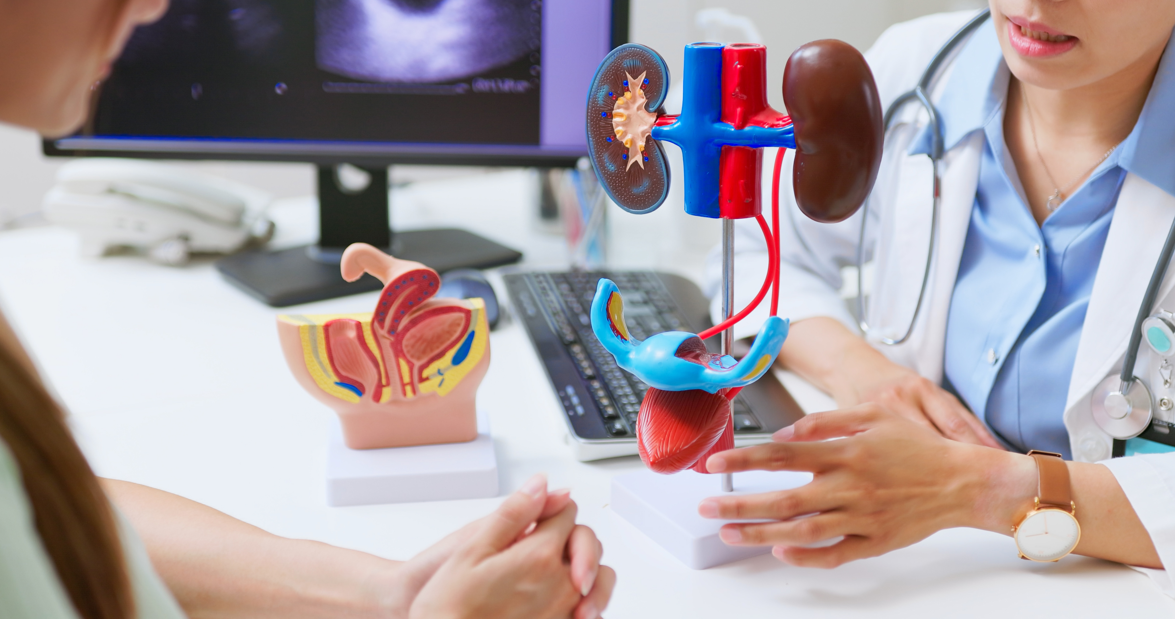Un médecin utilise un modèle humain en 3D pour expliquer les problèmes du système urinaire - le patient peut souffrir d'incontinence et présenter des signes de dysfonctionnement rénal | Source : Getty Images