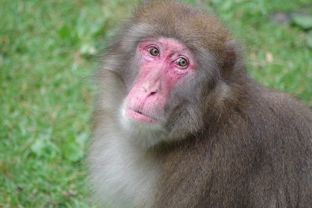 Un singe. l Source: Flickr