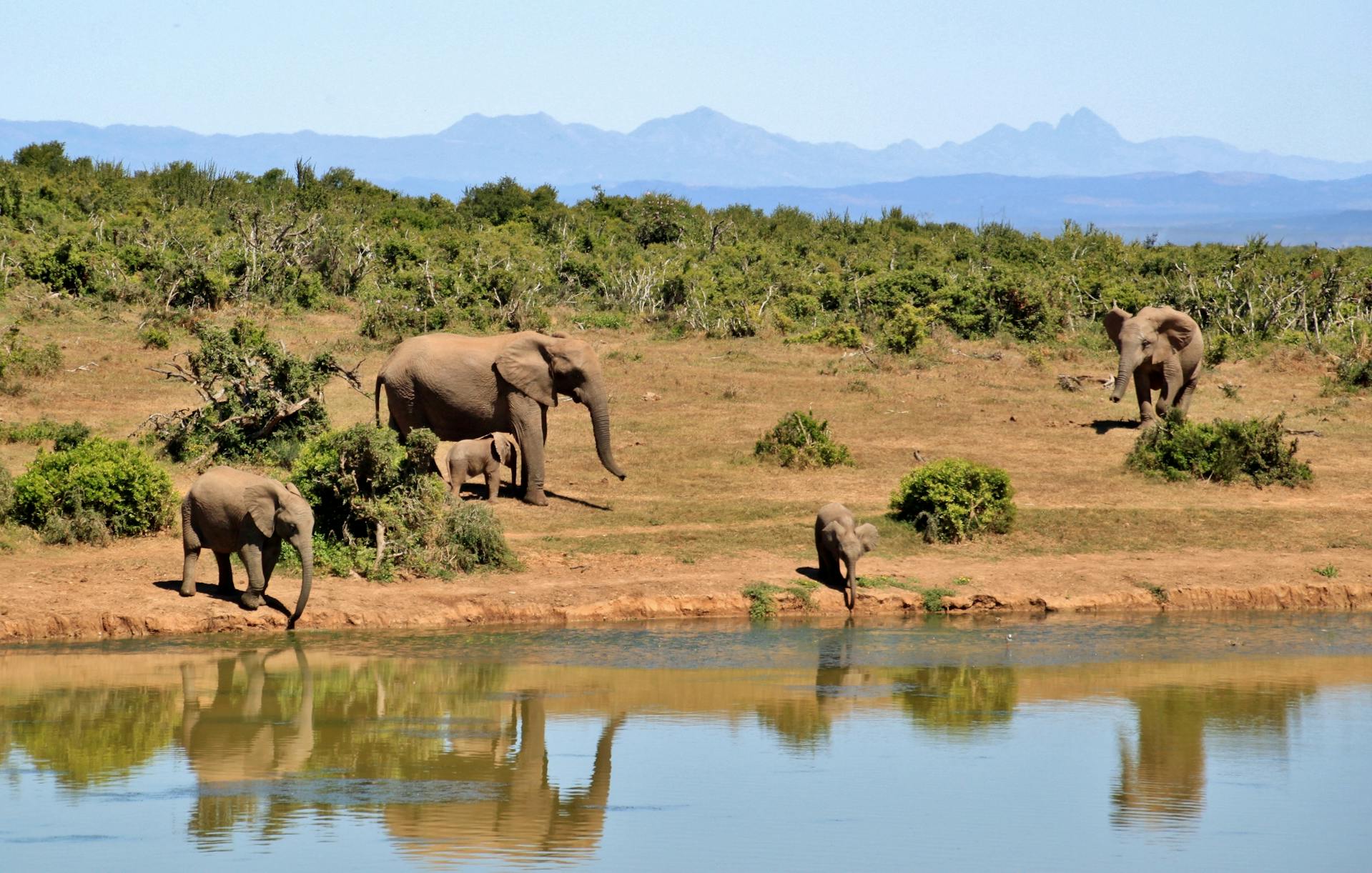 Des éléphants près de l'eau | Source : Pexels