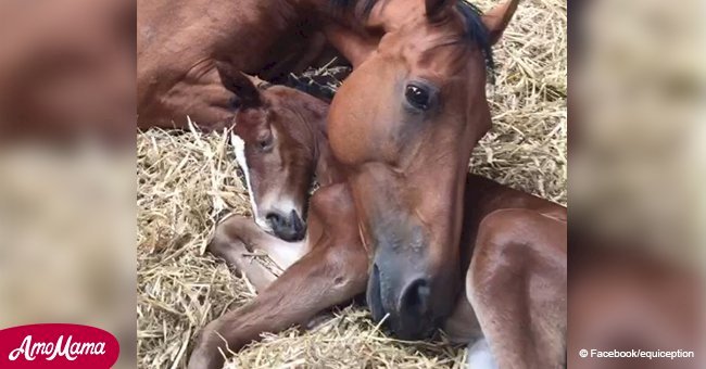 Le moment touchant où un cheval qui a perdu son bébé s'est uni à un poulain orphelin (vidéo)