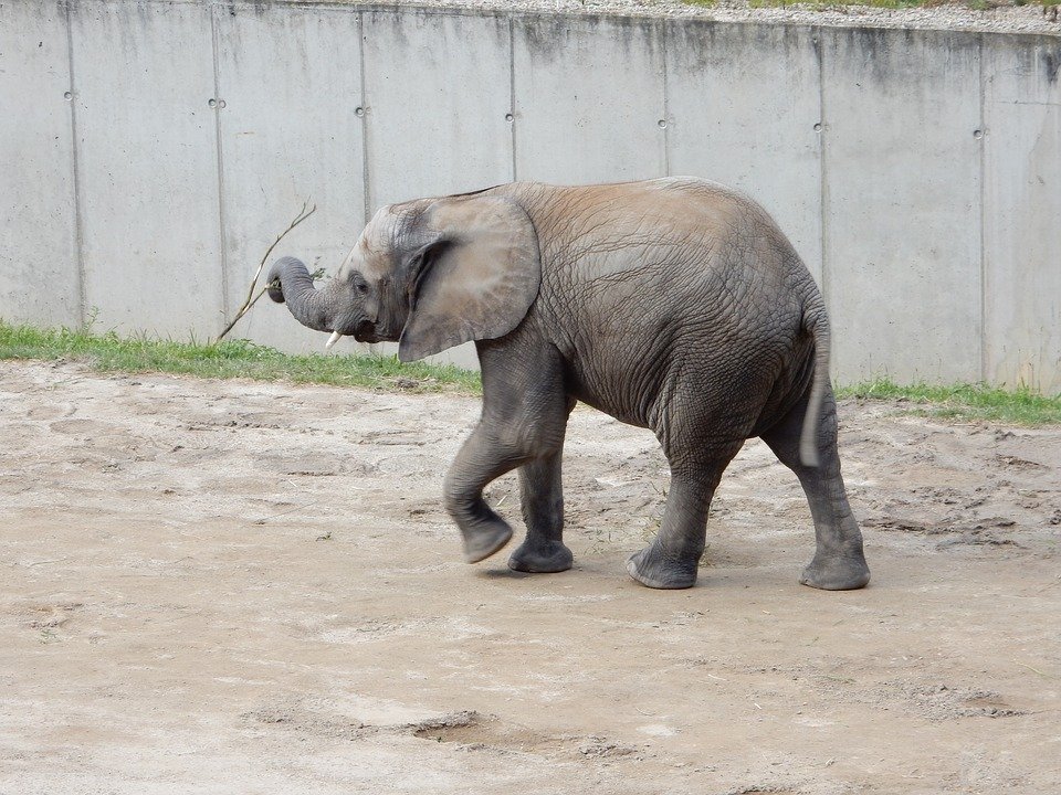 Bébé Elefante | Photo : Pixabay