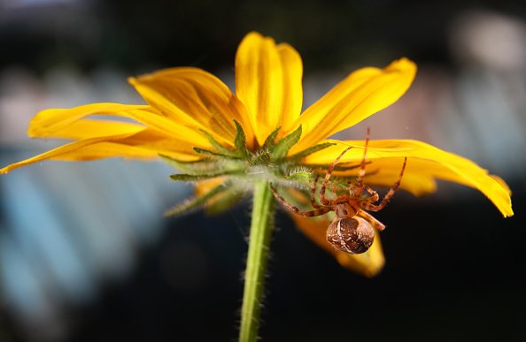 Une araignée rampe sur un pétale de fleur. | Photo : Getty Images