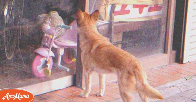 Un chien attendait quotidiennement près d'un magasin de vélos fermé, comme s'il attendait quelqu'un. | Photo : Flickr