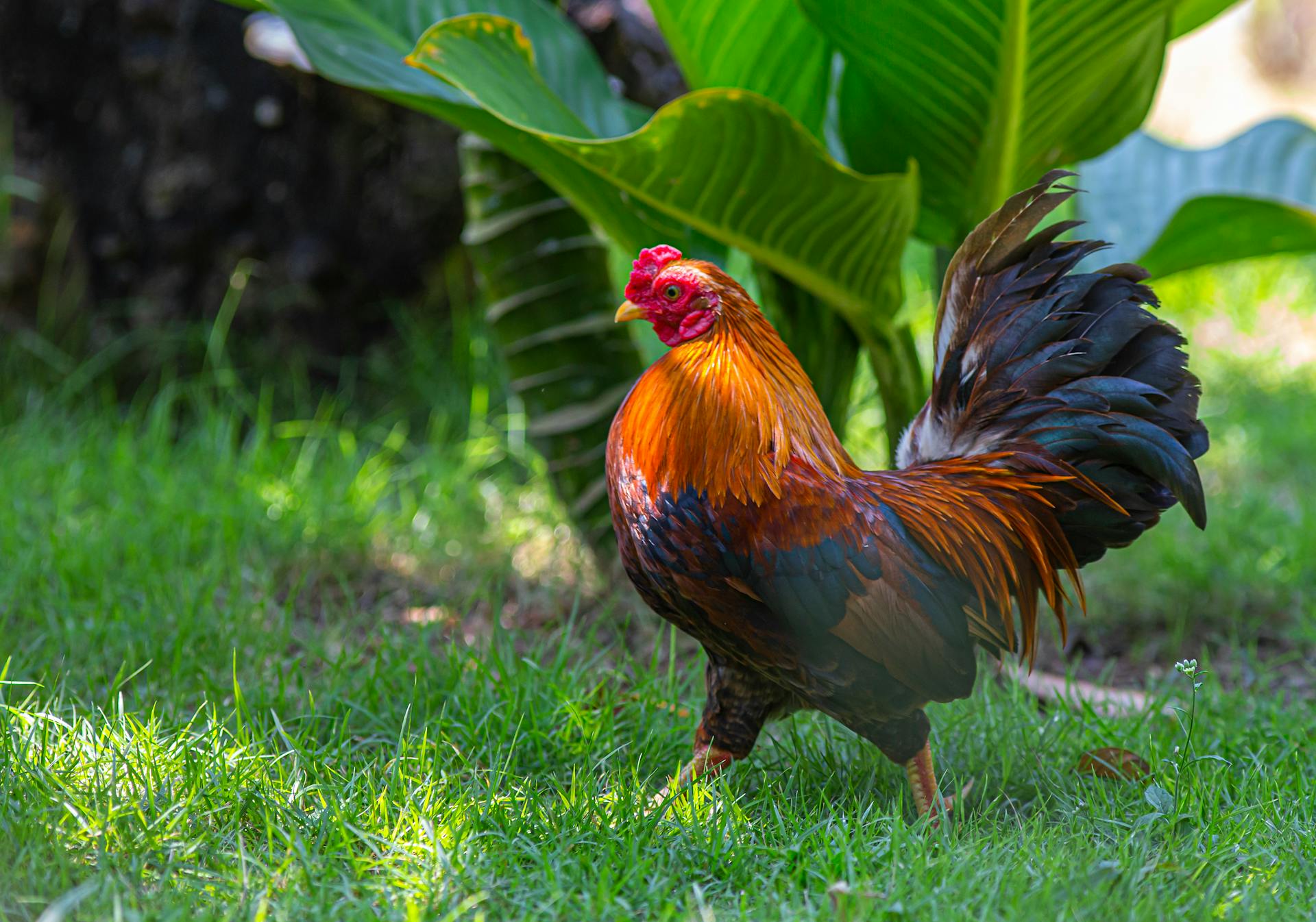 Un coq dans un jardin | Source : Pexels