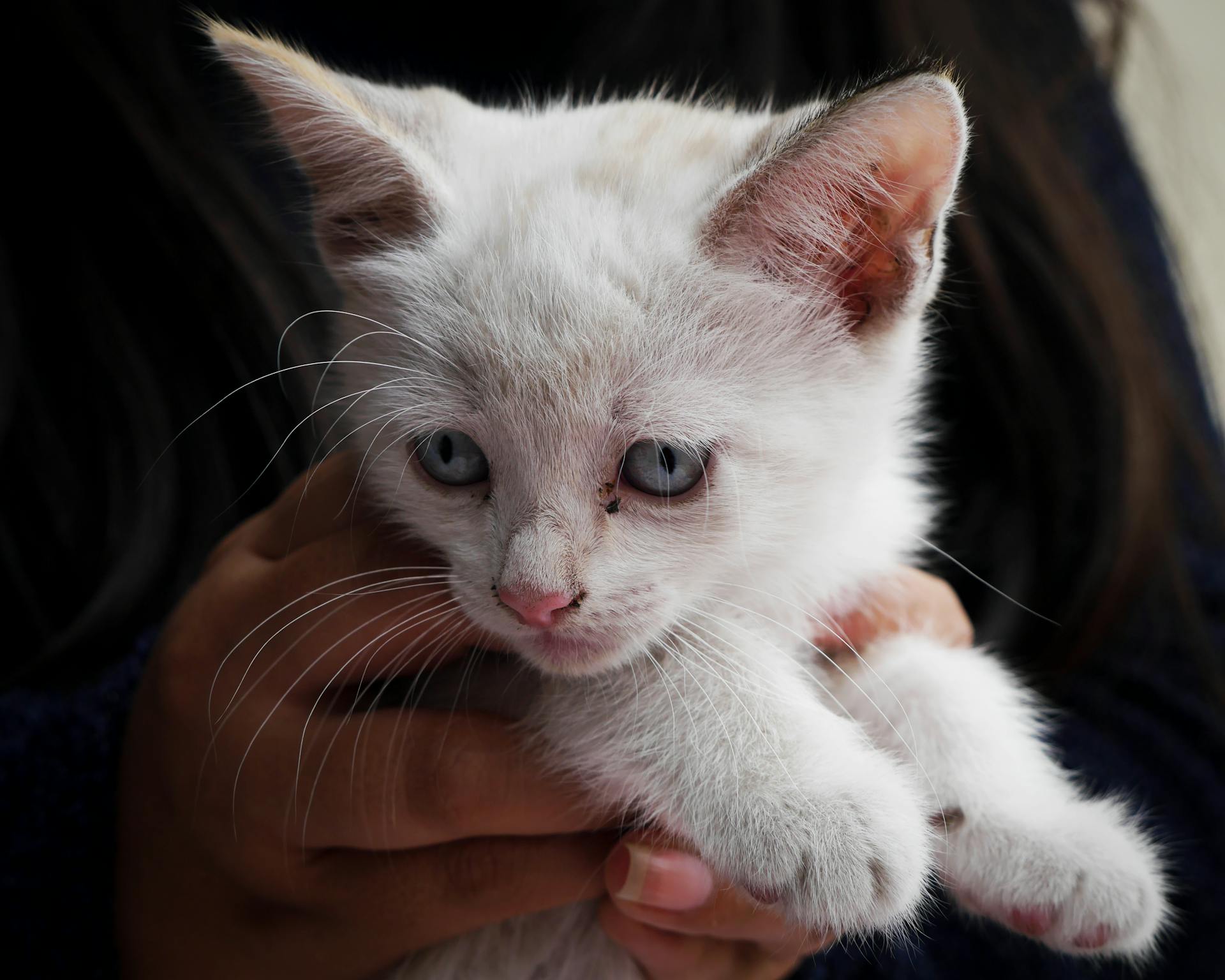 Une femme tenant un chaton | Source : Pexels