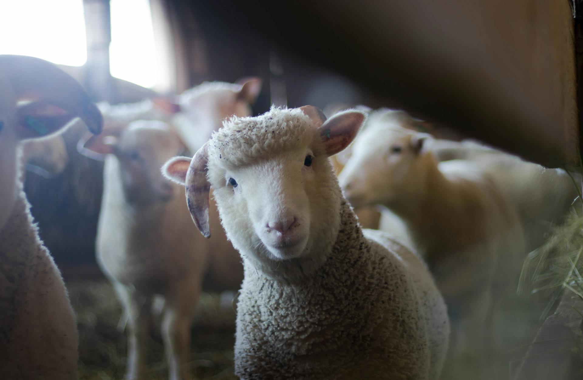 Moutons dans une étable | Source : Pexels