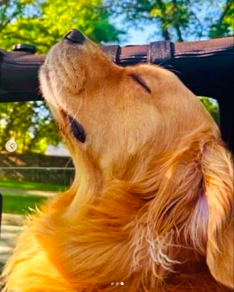 La photo du Golden Retriever que Jennifer Lopez a partagée dans son post, posté le 28 janvier 2025. | Source : Instagram/jlo