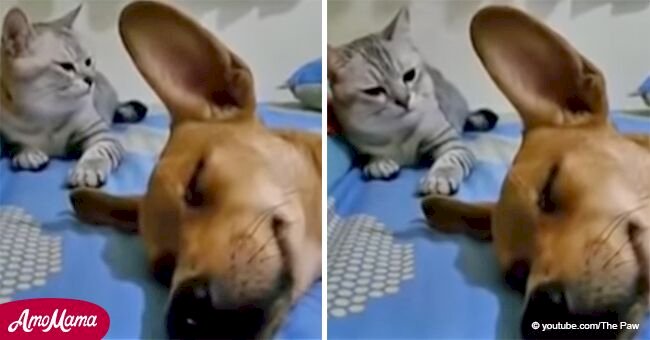 Quand le chien pète, ce chat ne peut pas se taire et sa réaction hilarante devient virale