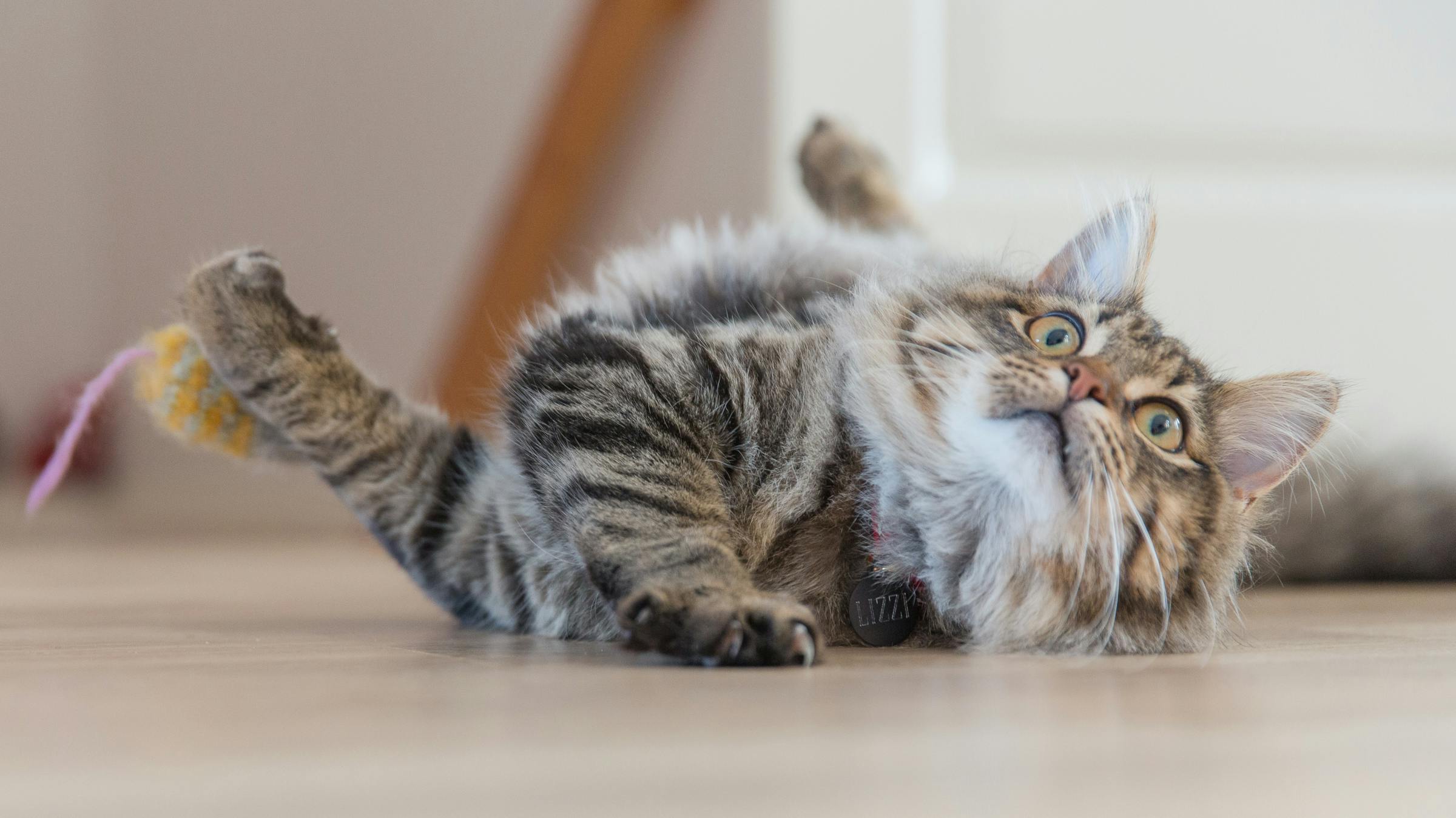 cat playing
