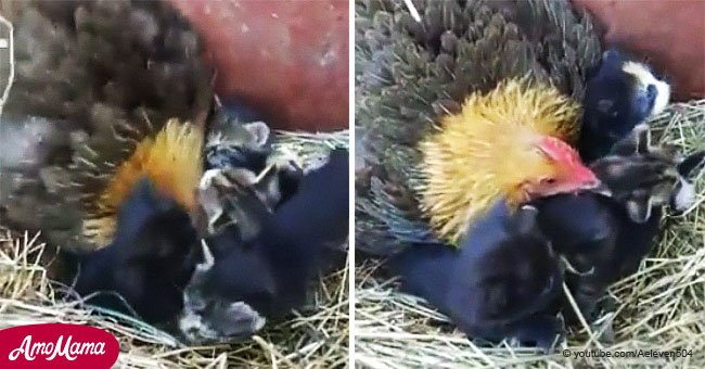Adorable vidéo d'une maman poule qui "babysit" des chatons et semble ne pas s'en rendre compte