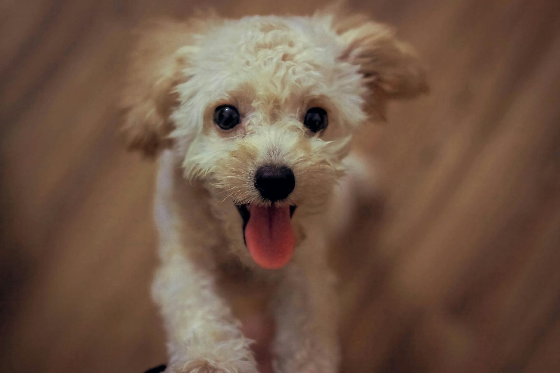 Un chiot excité | Source : Pexels