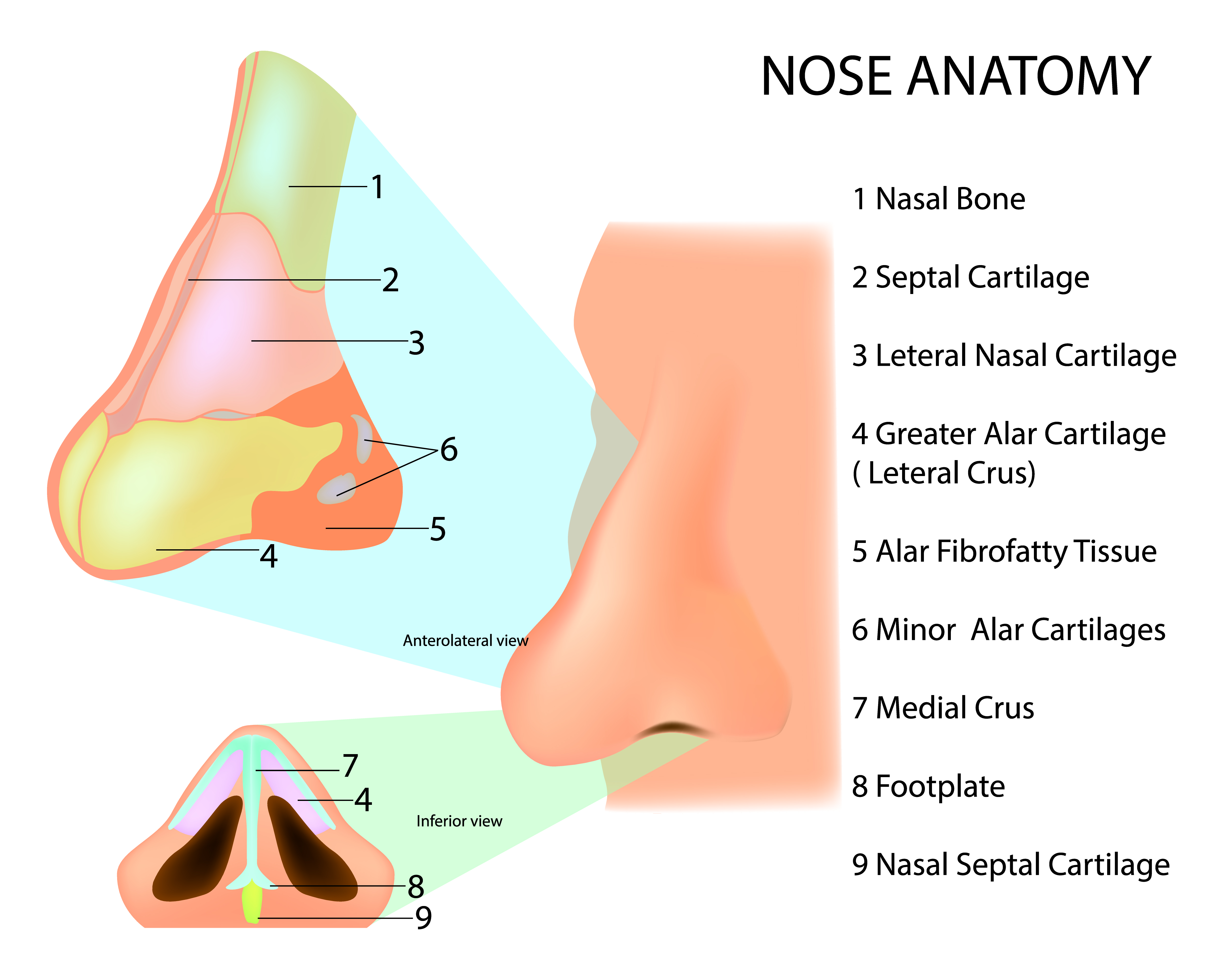 Anatomie du nez humain | Source : Getty images