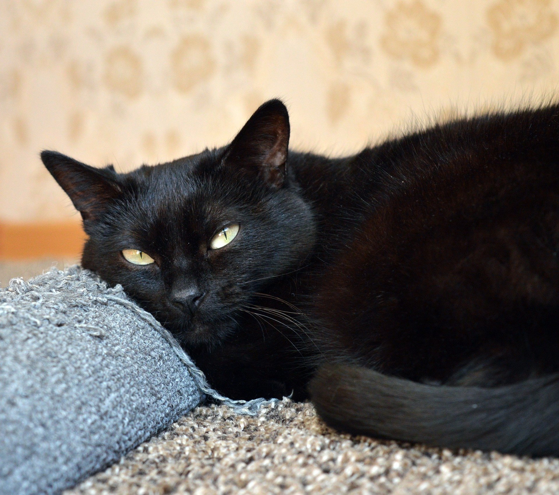 Un chat noir. | Source: Pixabay