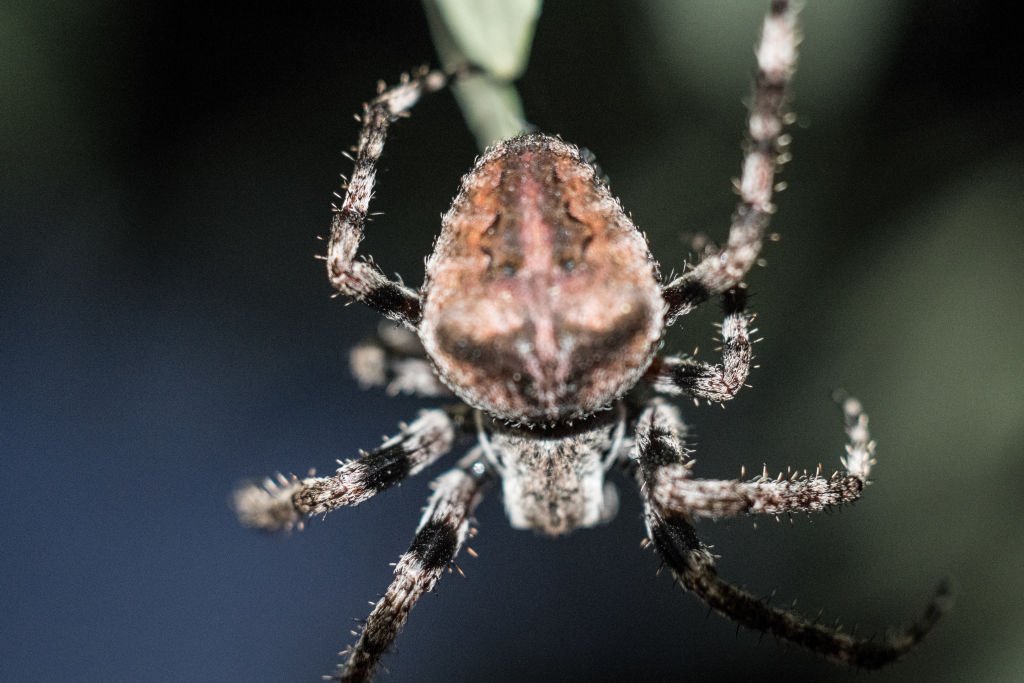 Une grosse araignée. | Sources : Getty Images