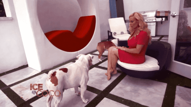 Les chiens de Coco Austin et Ice-T jouent dans la piscine de leur maison. |  Photo : YouTube / Cocosworld