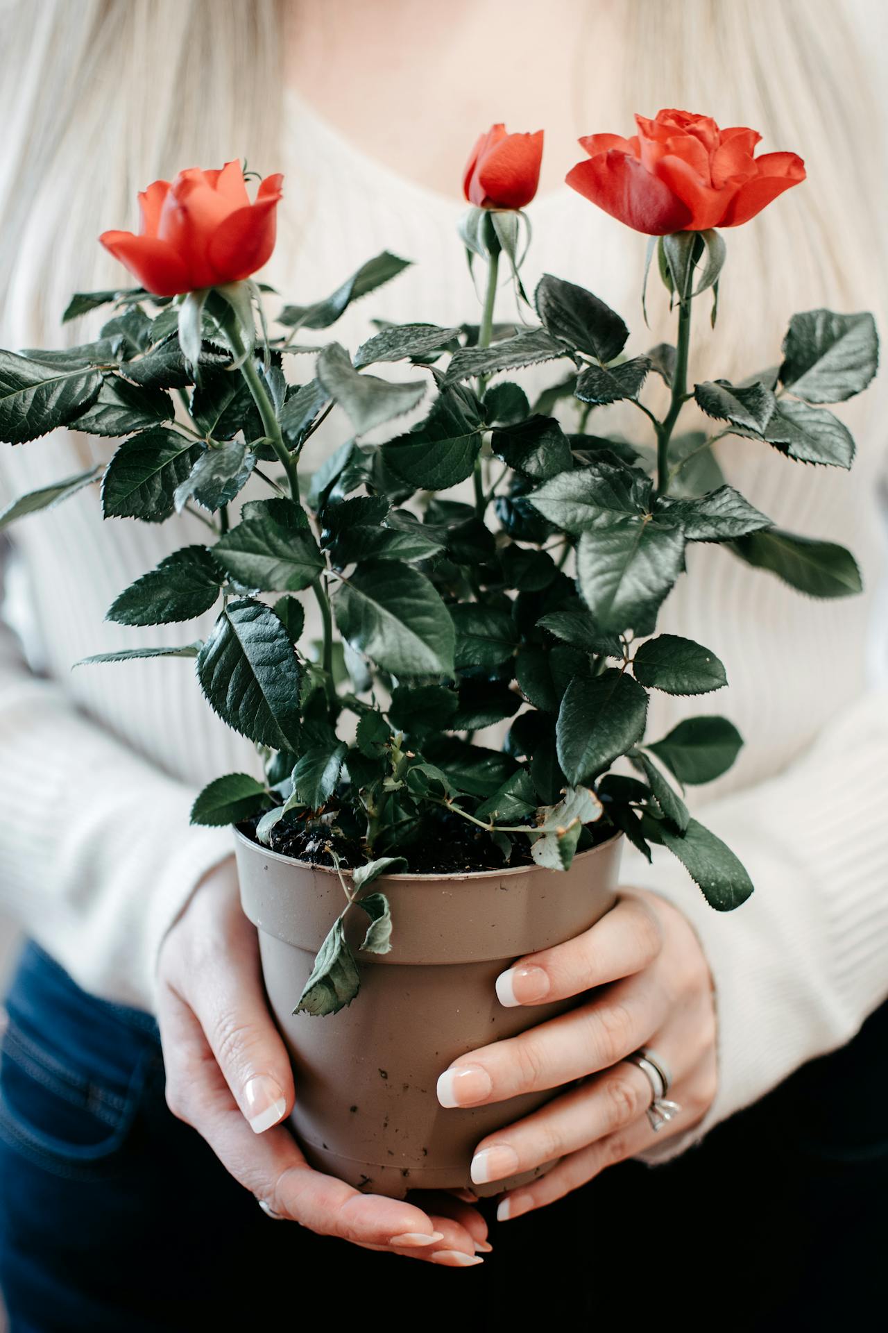 Une femme tenant un rosier en pot | Source : Pexels