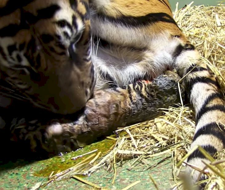 Naissance de deux petits tigres | Les tigres à propos de la maison | BBC Earth : Youtube
