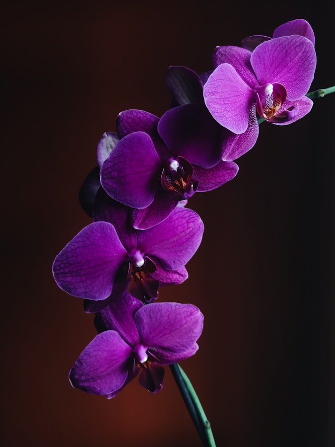 Une orchidée. l Source : Unsplash