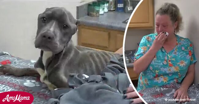 Un chien laissé pour mort a été retrouvé dans de telles conditions que le vétérinaire ne peut s'empêcher de pleurer lorsqu'elle le voit (vidéo)