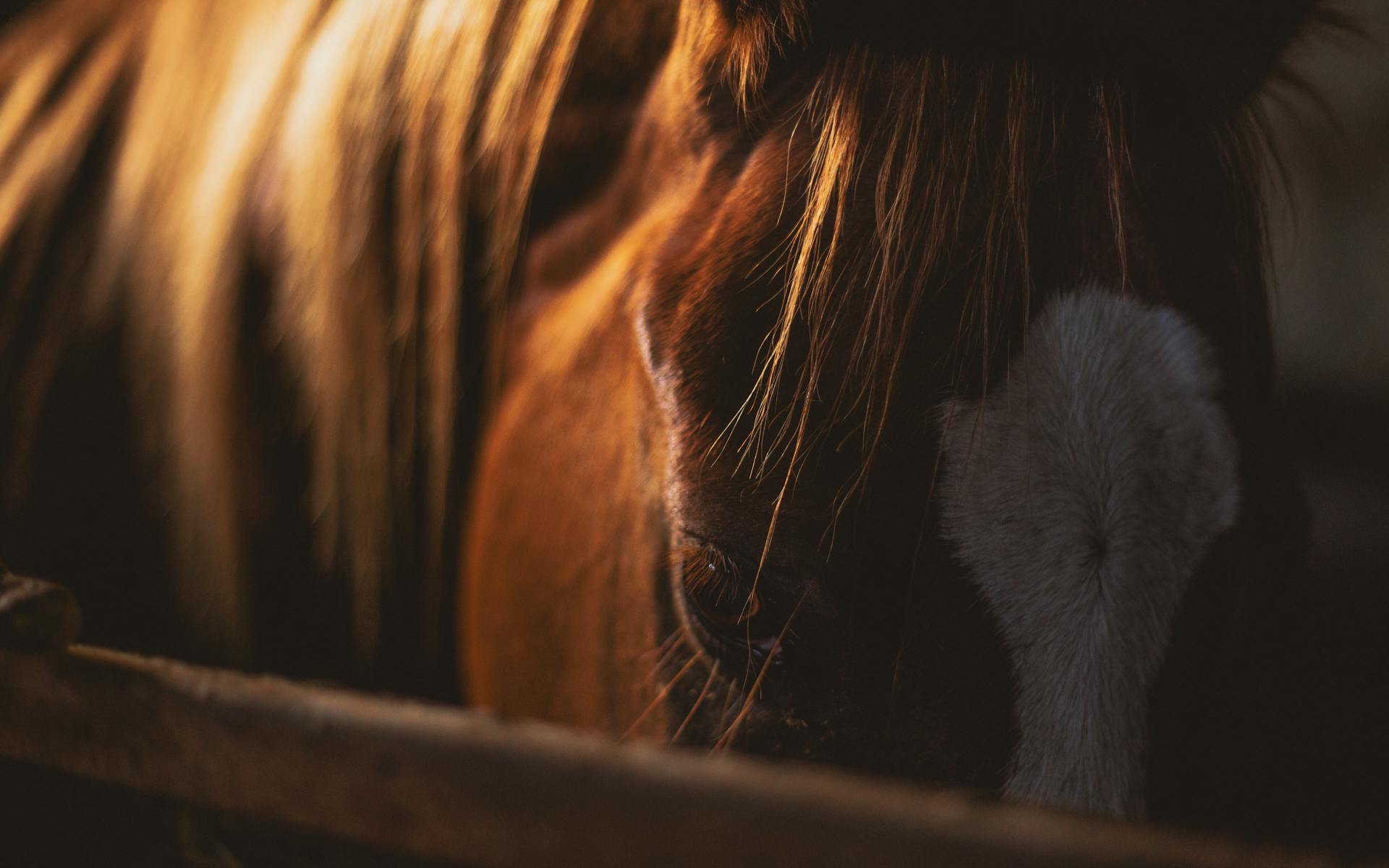 Un cheval dans un box | Source : Pexels