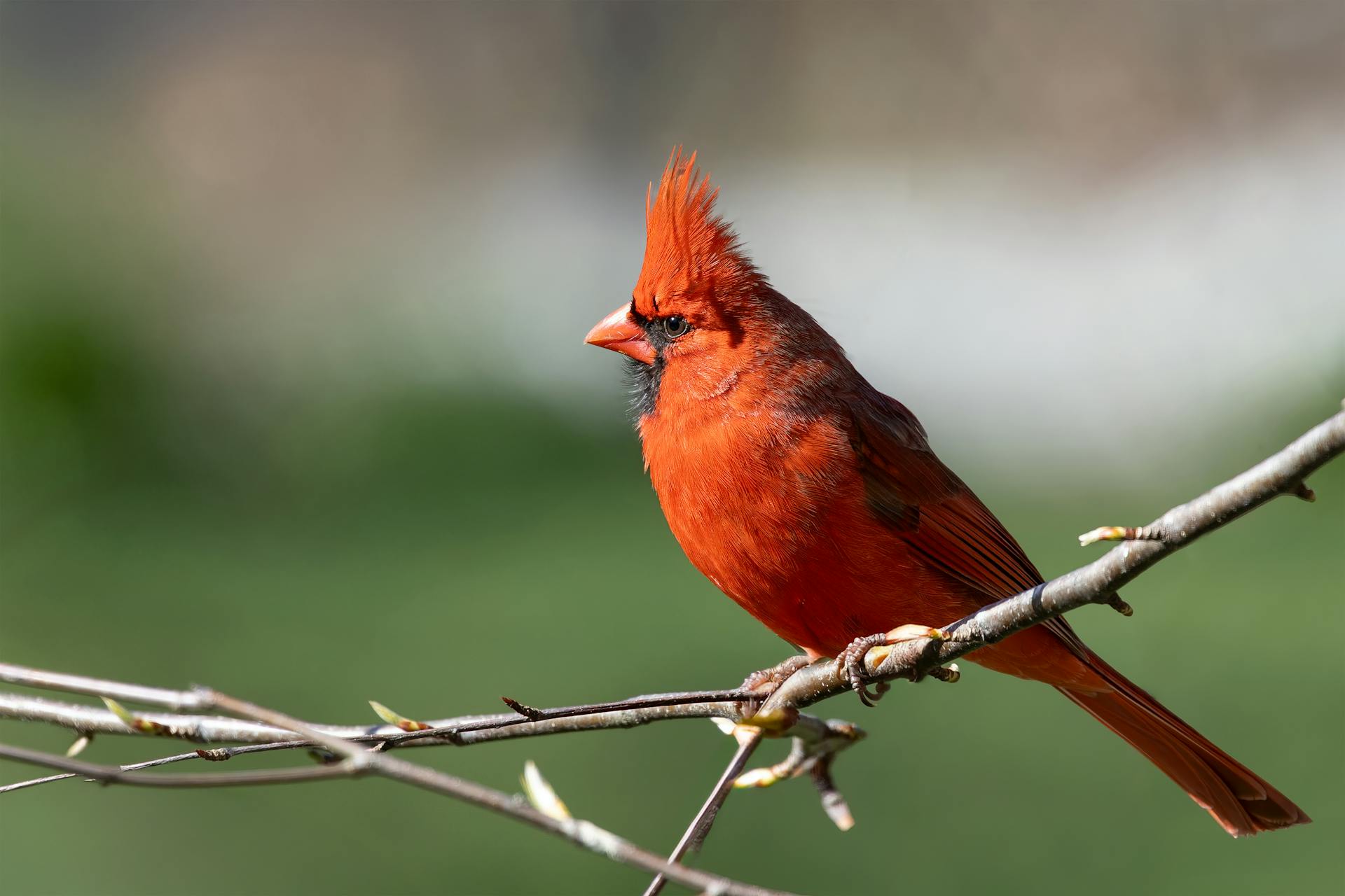 Un cardinal du Nord mâle perché dans un arbre | Source : Pexels
