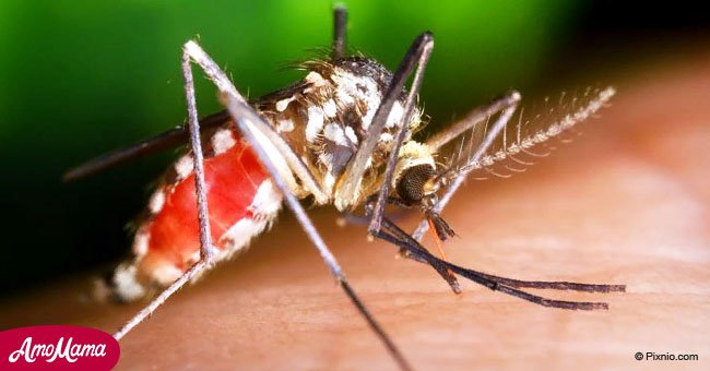 Pourquoi les moustiques nous en font baver été ? La réponse est enfin connue