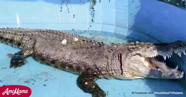 Un crocodile commence à saigner après que des visiteurs du zoo aient jeté des pierres pour voir s'il était réel ou non